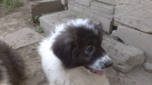 Седма киноложка изложба