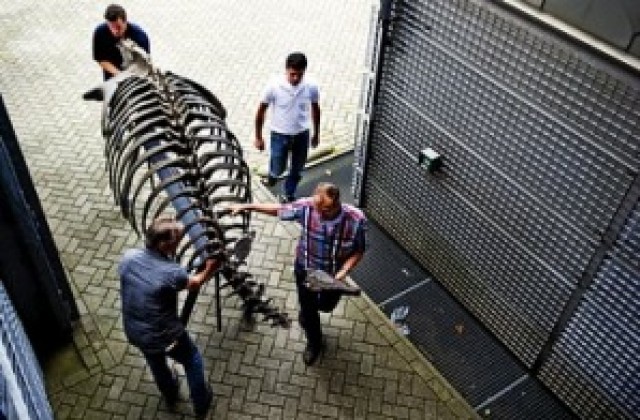 Търгуват динозаври и други антики в Париж