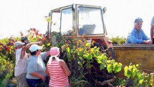 Лозари от Силистренско Големите производители на вино отново отсъстват от