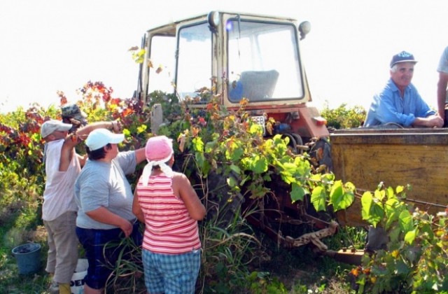 Лозари от Силистренско: Големите производители на вино отново отсъстват от пазара