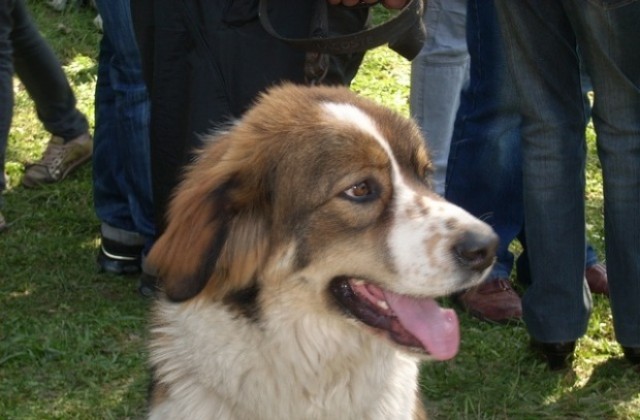 Съседска война заради куче влиза в съда