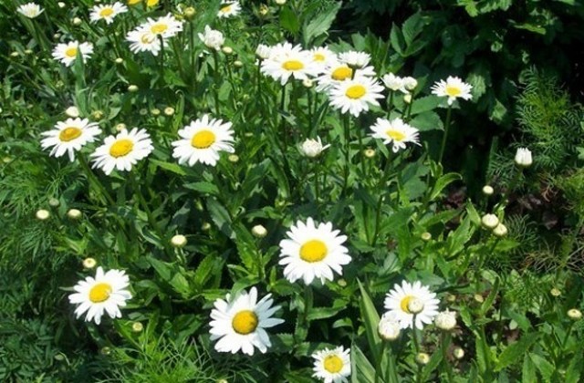 950 именници празнуват в община Ямбол