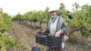 Реколтата от винено грозде пониска но с много добро качество