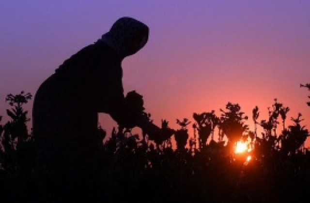 Ще настояваме пред ЕК да не забранява производството на ориенталски тютюн