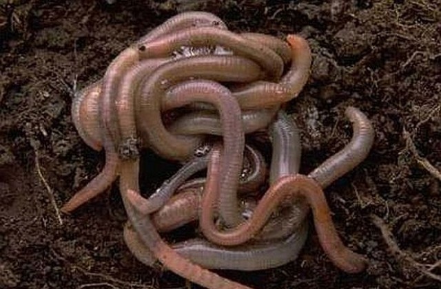 В Тайван ожениха 70 земни червея