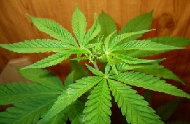 Двама младежи задържани с наркотици