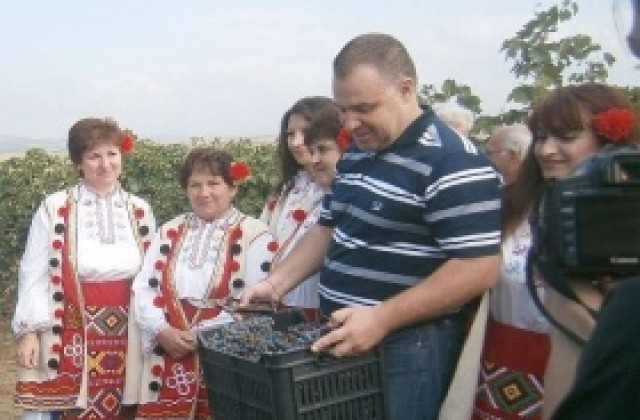 Гроздовата реколта е най-качествената от 7-8 години