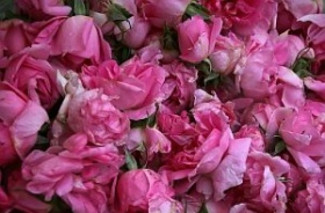 Одобриха българското розово масло като защитено географско понятие