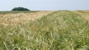 3474 декара земя се предлагат на търговете срещу компенсаторки в