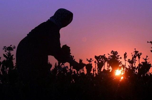 ЕК няма да забранява отглеждането на ориенталски тютюни