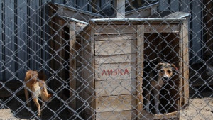 Прибрани са част от кучетата нахапали бебе в Слатина