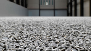 Откраднаха 30 тона слънчогледово семе в силистренско село