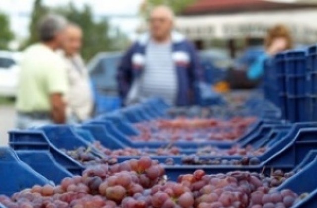 От 40 кг. до половин тон грозде крадат в Сливенско