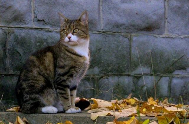 Eсента дойде с летни температури