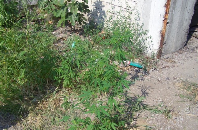 Младежи крадат тон нафта от съсед