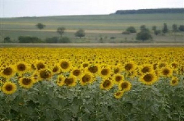 Прибраха слънчогледа в Сливенско, започва сеитбата на есенниците