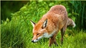 Лисица изуми силистренци в дома им