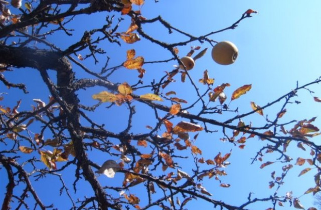 Температурен рекорд измериха в Благоевград