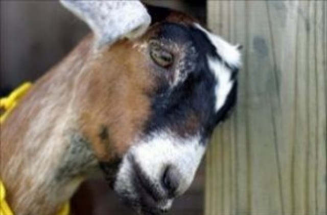 В Търговище спасиха коза, паднала в кладенец