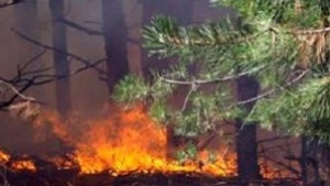 Огнеборци спасиха 1000 дка гора край Тутракан