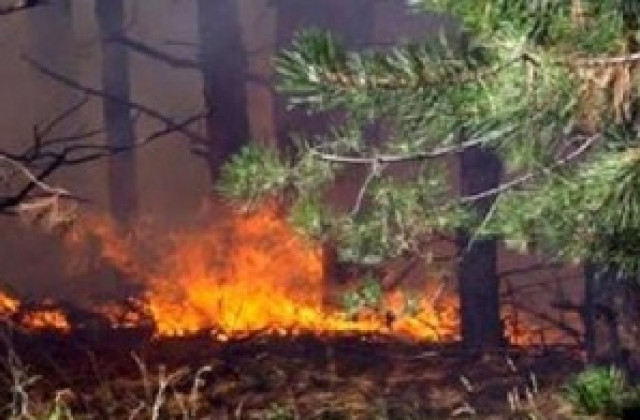 Огнеборци спасиха 1000 дка гора край Тутракан