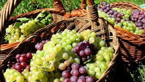 Чудесно винено грозде в Европа но не в големи количества