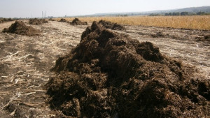 Купищата тор край Черноконево почти зарити