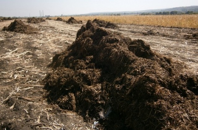 Купищата тор край Черноконево- почти зарити