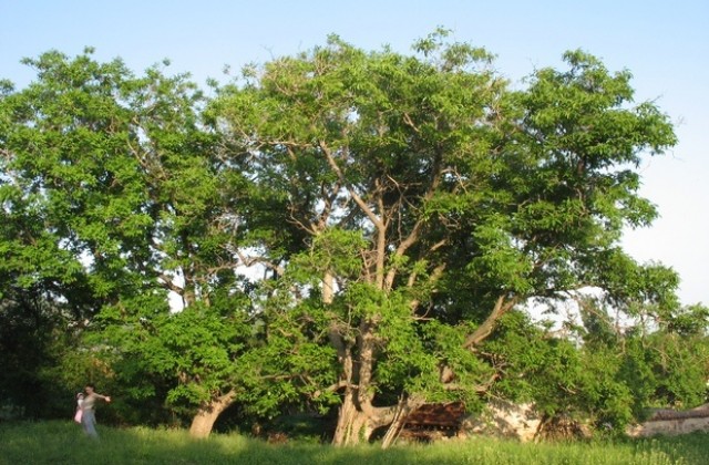 Обявяват три дървета в Глушник за защитени