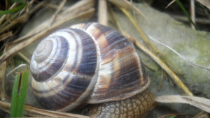 Кулинарна битка за надмощие между Габрово и Шумен