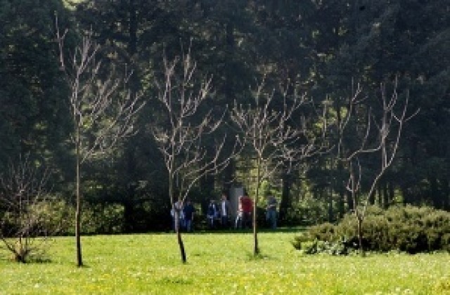 Нови дръвчета и знамена в парка на Панайот Волов в „Северен”