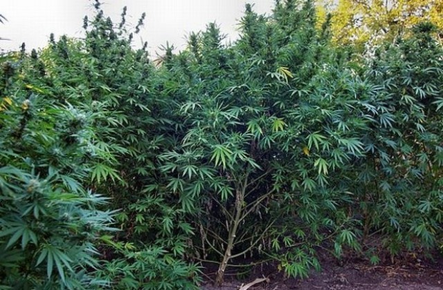 Спецполицаи откриха над 200 кг канабис в Нова Загора