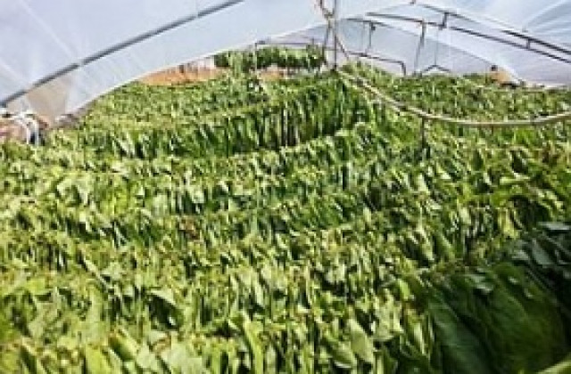 Прибирането на тютюна ще завърши в средата на октомври