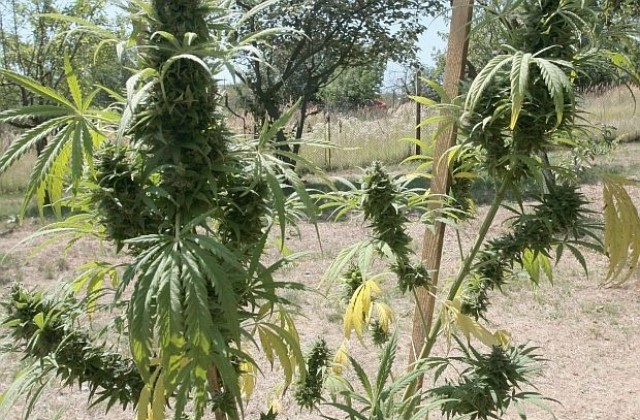 119 тона марихуана бяха изгорени в Мексико