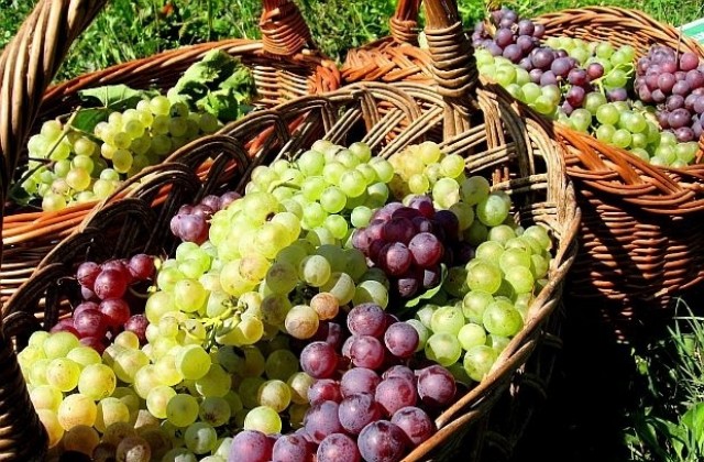 Разбойници откраднаха над 2 тона грозде
