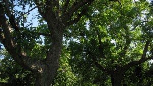 Защитените вековни дървета в село Глушник участват в конкурс