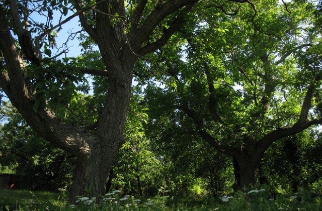 Защитените вековни дървета в село Глушник участват в конкурс