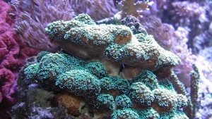 Големият бариерен риф изчезва