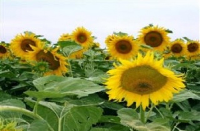 Средният добив от слънчоглед в Търговищко е 176 кг от декар