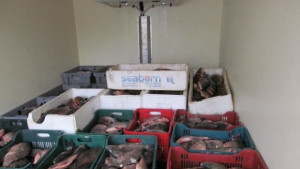 Близо два тона риба иззеха на Дунав мост