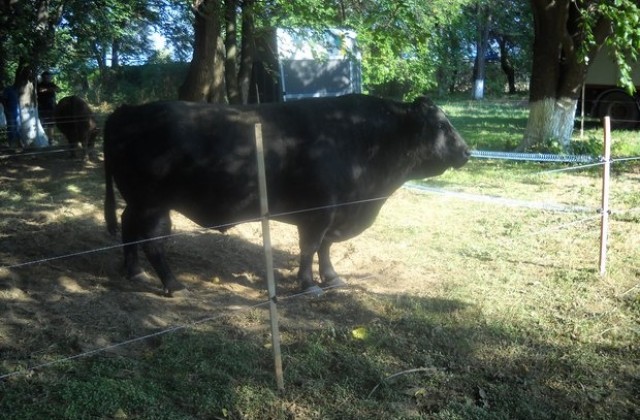 40 млн. лева допълнителни средства за млечния сектор