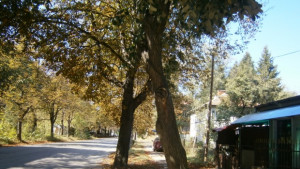 Периодично се извършват проверки за опасни дървета уверяват от Общината