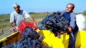 Гроздоберът в Търговищко продължава