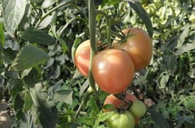 Фонд Земеделие прие мерки за подпомагане на растениевъдството и животновъдството