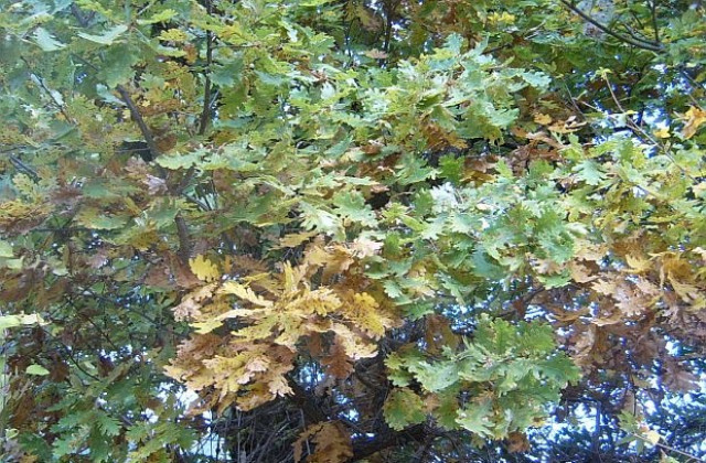 Вятърът отслабва, слънчево