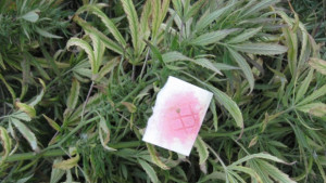 Двама токущо осъдени за отглеждане на канабис отново са арестувани