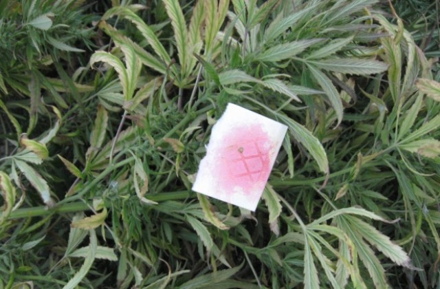 Двама току-що осъдени за отглеждане на канабис отново са арестувани от полицията в Силистра