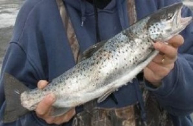 Ще отглеждат пъстърва край с.Стакевци