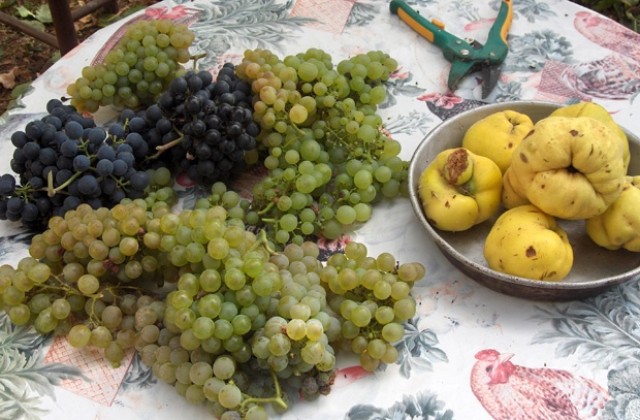 Откриват изложба на плодове и зеленчуци