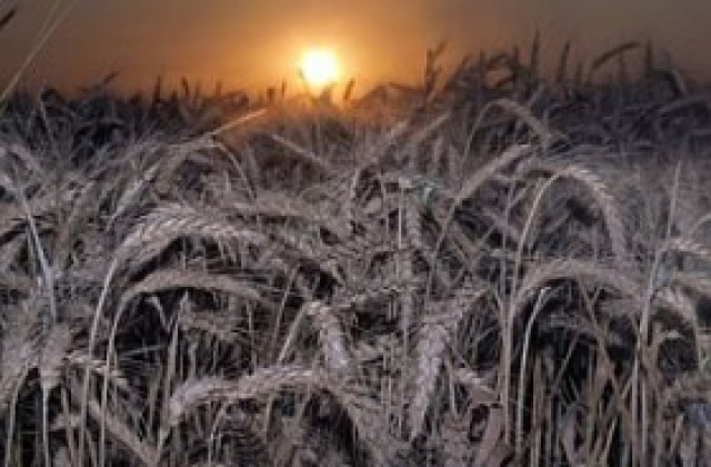 Световните запаси от пшеница ще намалеят с 13% догодина